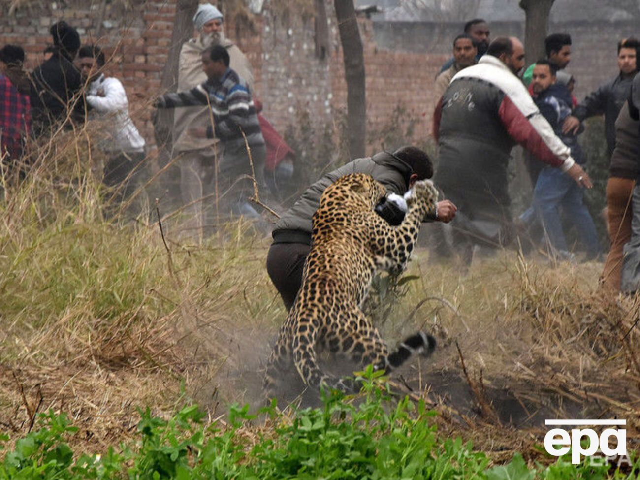 Леопард травмировал четырех человек