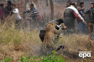 Леопард травмировал четырех человек