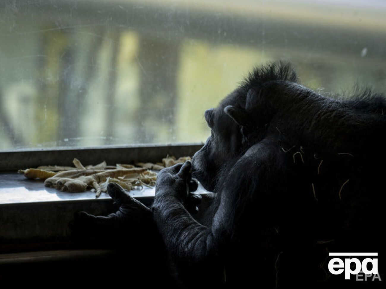 Із зоопарку втік шимпанзе