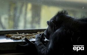 Из зоопарка сбежал шимпанзе