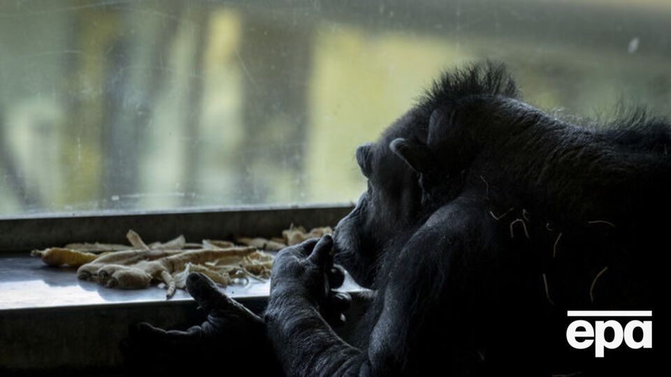 Из зоопарка сбежал шимпанзе