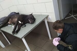 Патрульный выстрелил в собаку два раза