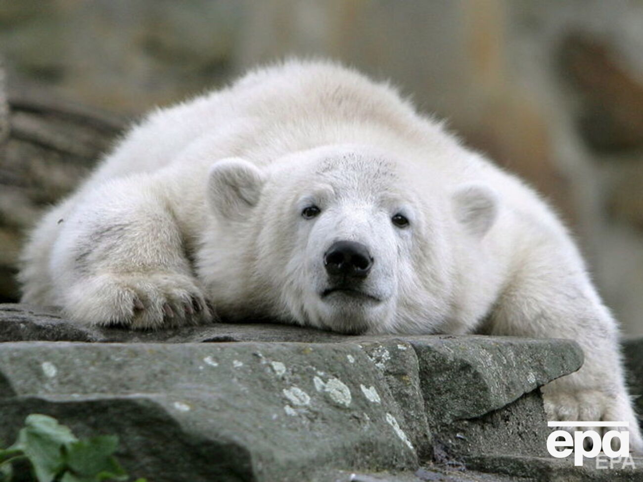 Из-за белых медведей на Новой Земле ввели режим ЧС