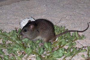 Последний раз млекопитающее видели в 2009 году местные рыбаки, утверждают исследователи