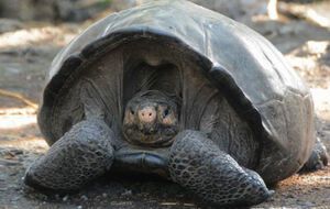 Найденной рептилии может быть больше 100 лет