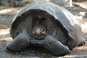 Найденной рептилии может быть больше 100 лет