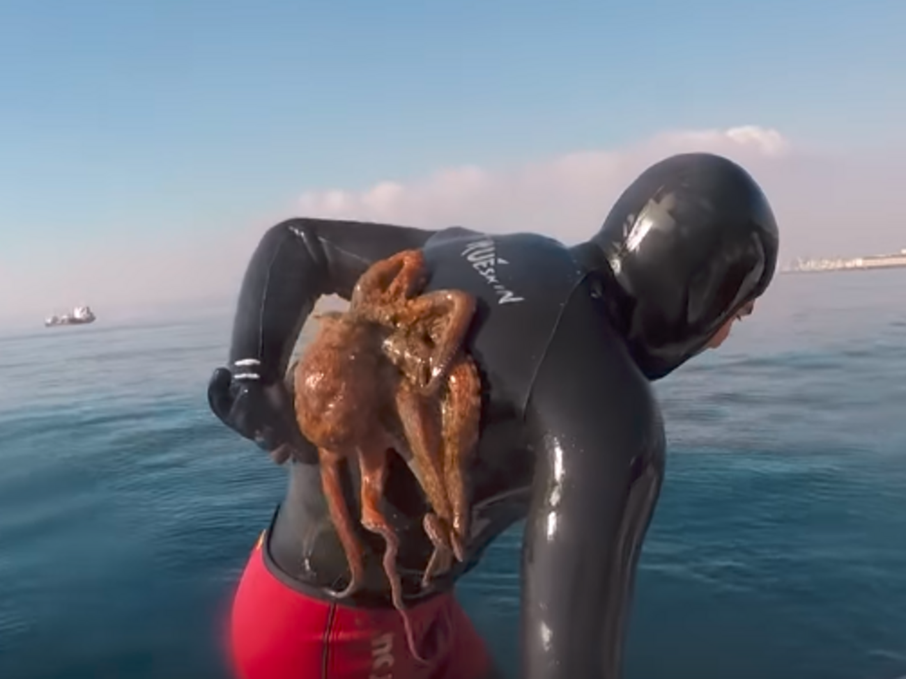 Восьминіг присмоктався до гідрокостюма