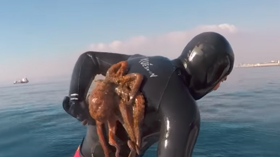 Восьминіг присмоктався до гідрокостюма