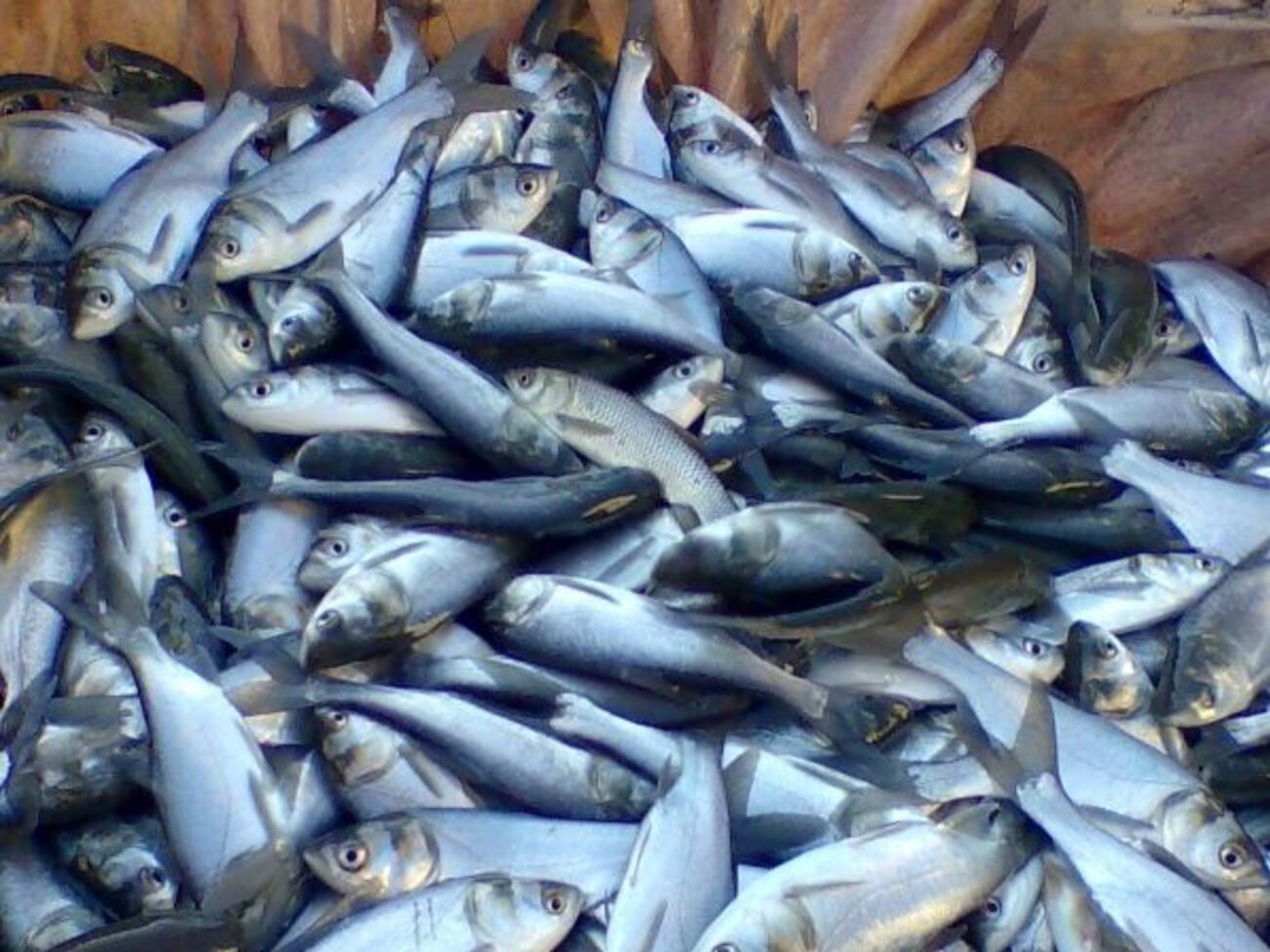 Госрыбагентство считает подписанный протокол выгодным для Украины