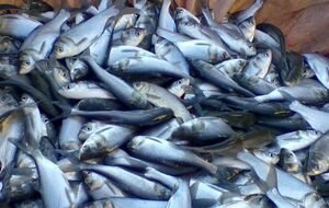 Госрыбагентство считает подписанный протокол выгодным для Украины