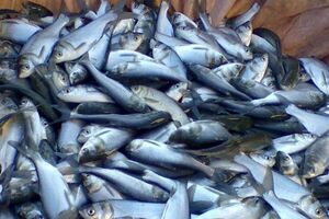 Госрыбагентство считает подписанный протокол выгодным для Украины