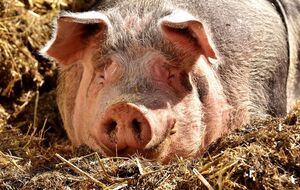 Для людини африканська чума свиней безпечна