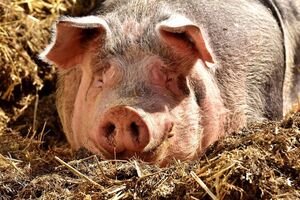 Для людини африканська чума свиней безпечна