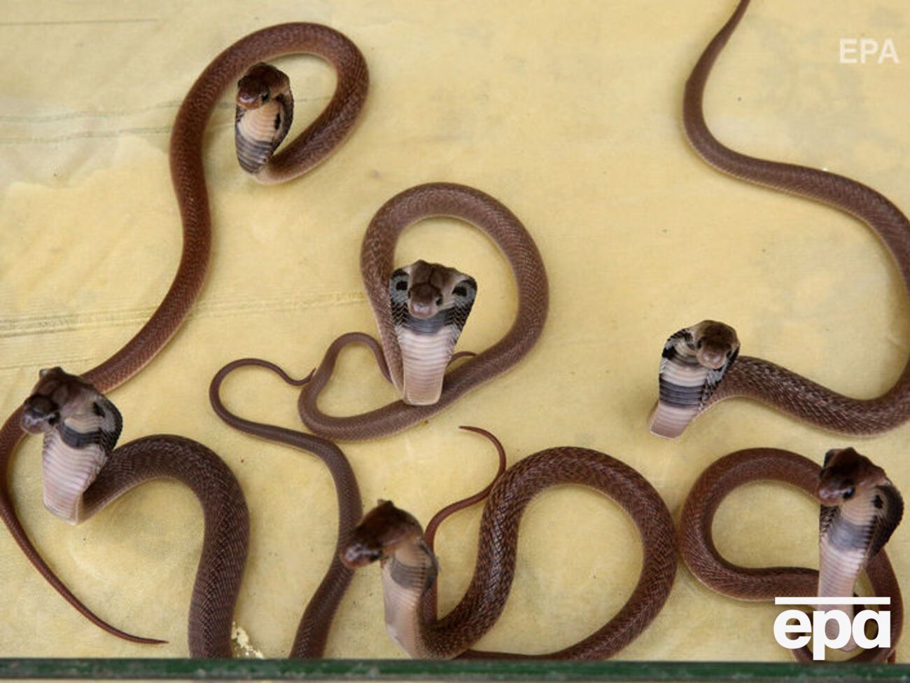 Сиднейский зоопарк предложил официально закрепить за бывшими любимыми статус змеи