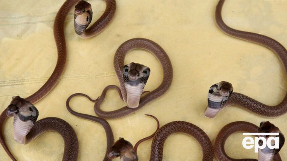 Сиднейский зоопарк предложил официально закрепить за бывшими любимыми статус змеи