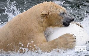 Власти Новой Земли заявили, что медведи "в буквальном смысле гоняются за людьми"