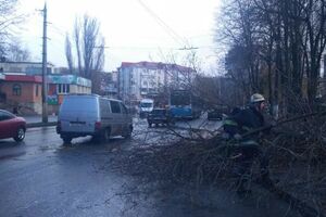 Дівчинка, на яку впало дерево у Вінниці, померла в кареті швидкої допомоги