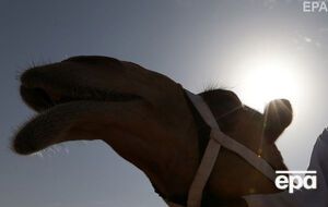 В Ангарске сожгли туши пяти верблюдов