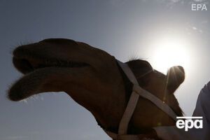 В Ангарську спалили туші п'яти верблюдів