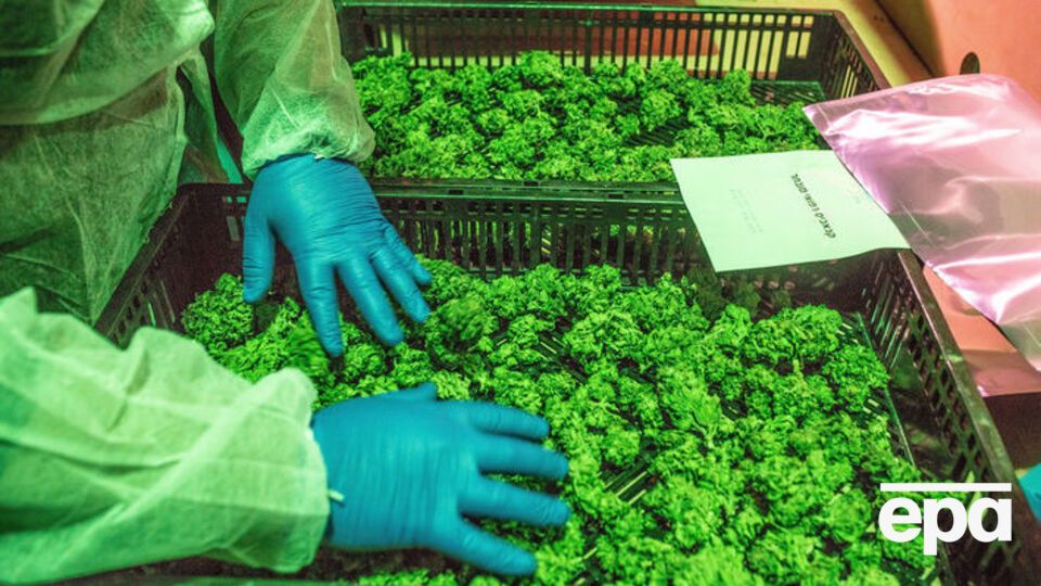 Ліки на основі конопель застосовують для лікування низки захворювань, а також під час хронічного болю