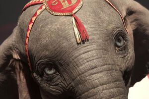 Главный герой ролика – слоненок Дамбо