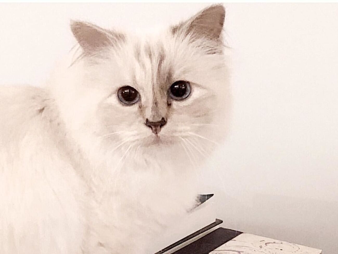 У Шупетт є своя сторінка в соцмережі