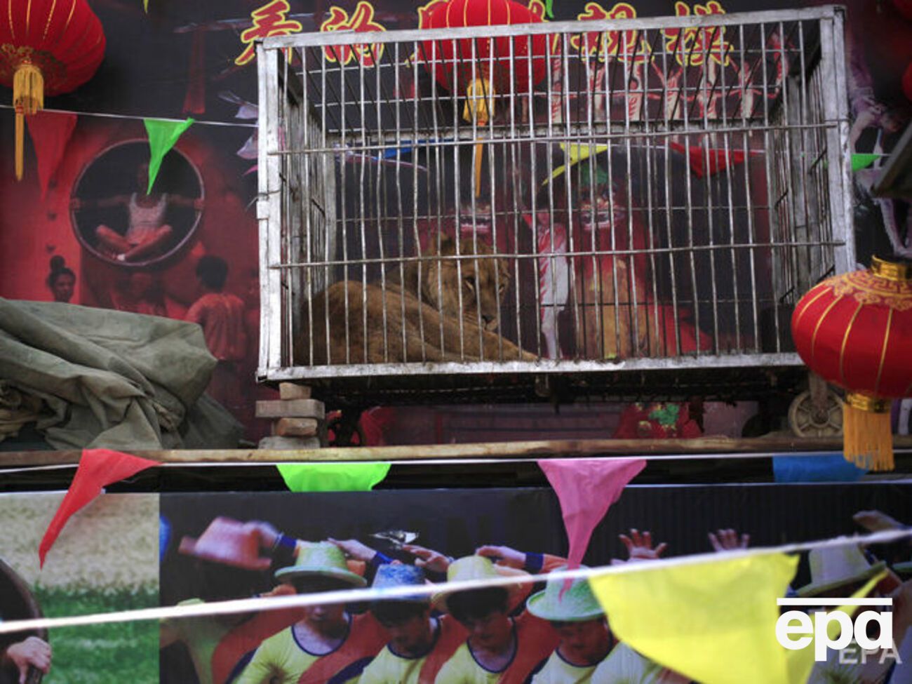 Київська міська рада ініціювала заборону цирків-шапіто із тваринами у 2017 році