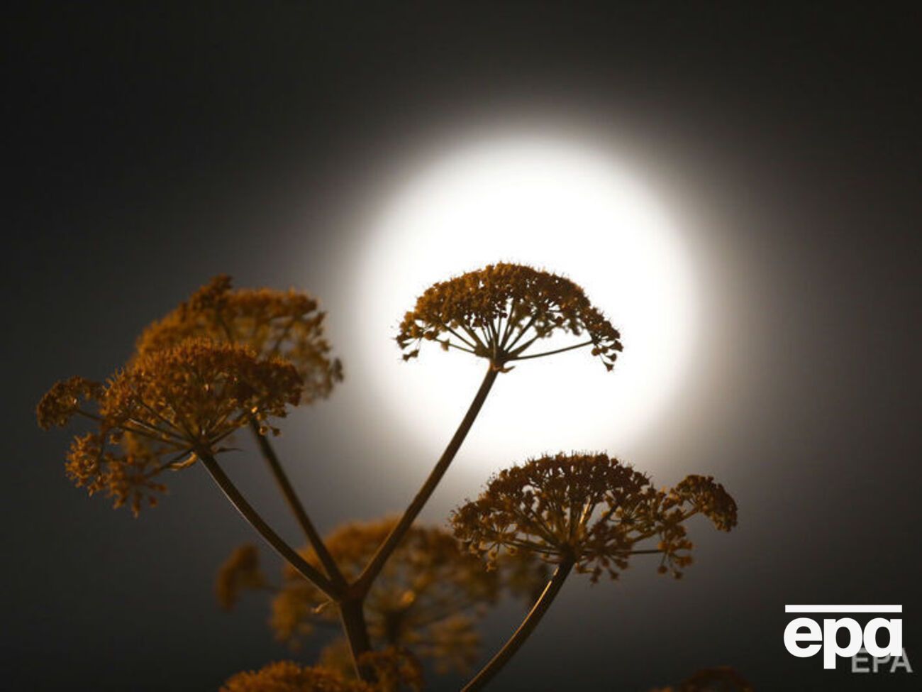 У такі ночі місячний диск здається на 14% більшим і на 30% яскравішим, ніж зазвичай