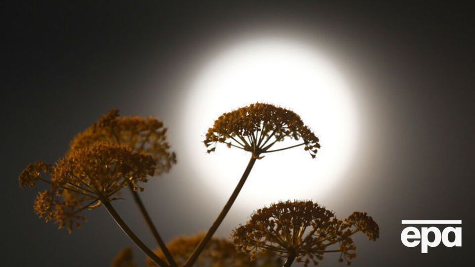 В такие ночи лунный диск кажется на 14% больше и на 30% ярче обычного