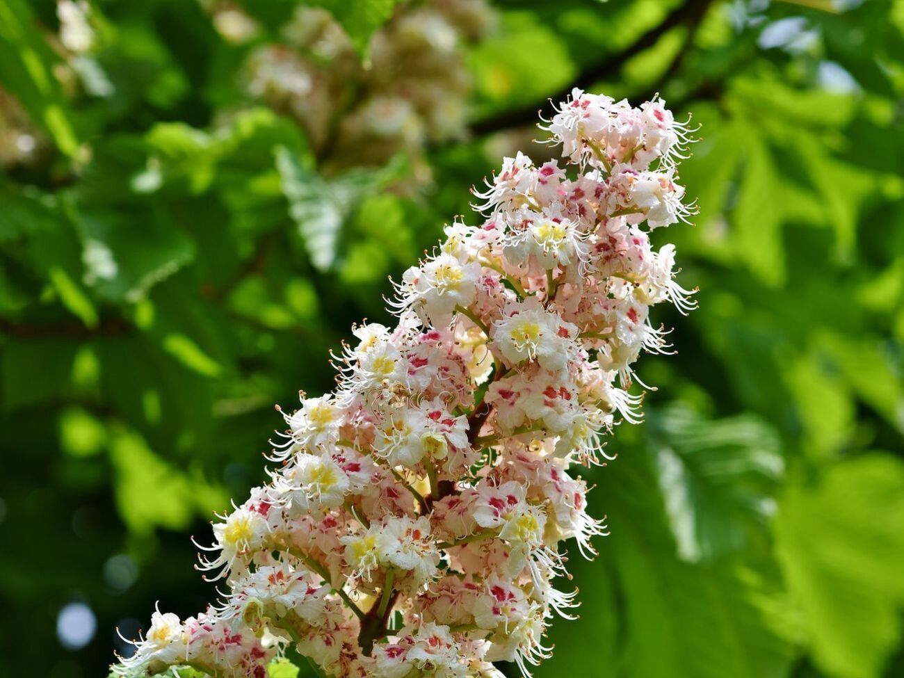 Киевские каштаны предлагают заменить более стойкими платанами