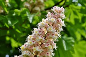 Київські каштани пропонують замінити на стійкіші платани