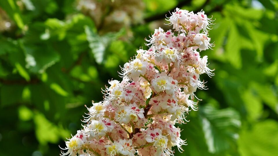 Киевские каштаны предлагают заменить более стойкими платанами