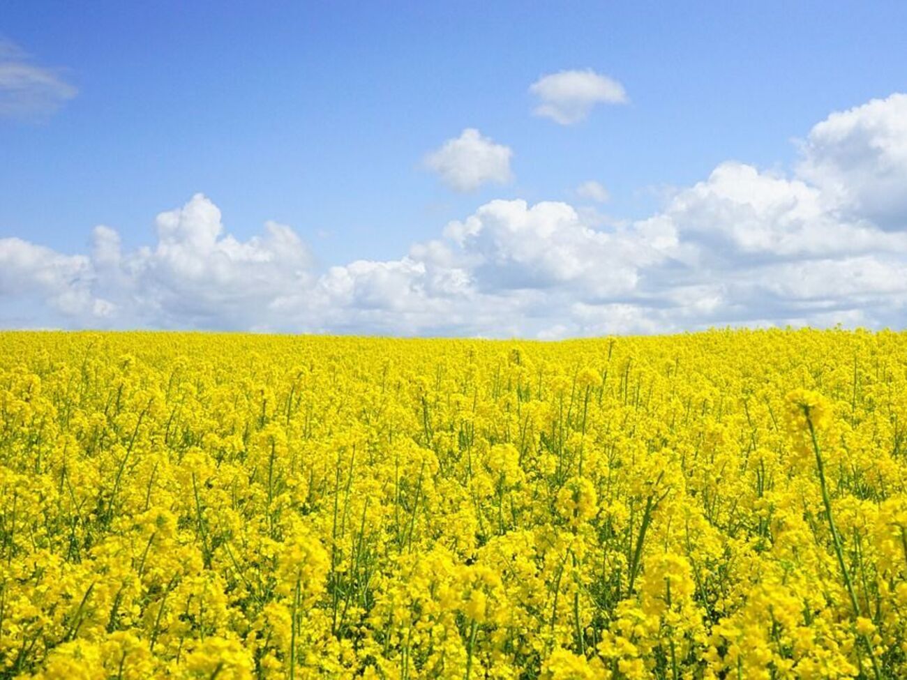 Осадков в выходные не ожидается