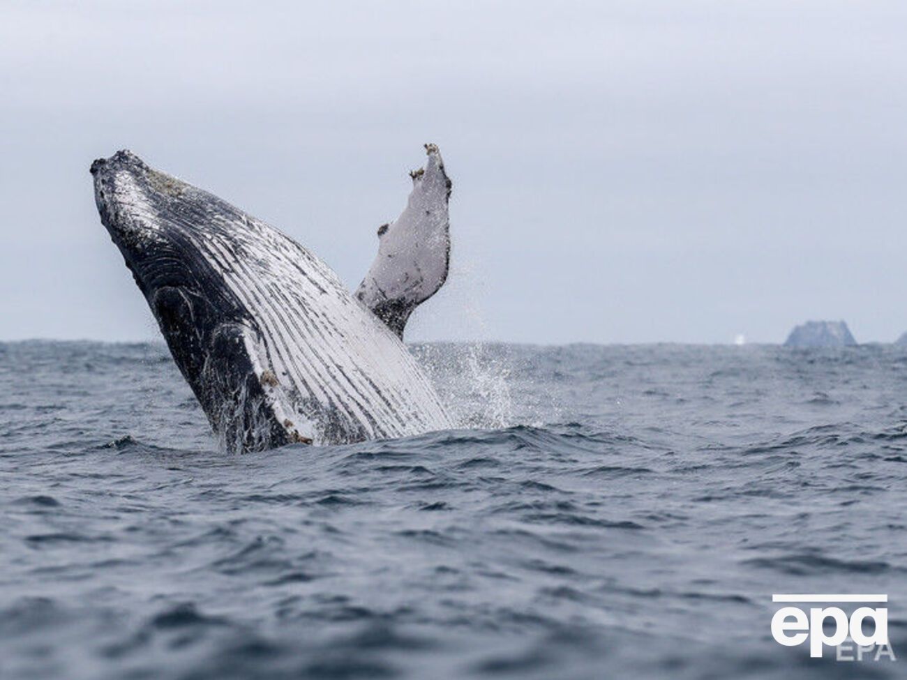 Горбаті кити мігрують у Японському морі