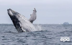 Горбаті кити мігрують у Японському морі
