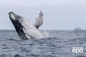 Горбатые киты мигрируют в Японском море