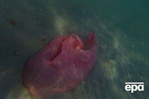 По данным Организации Объединенных Наций, к 2050 году в Мировом океане пластика будет больше, чем рыбы, если человечество не откажется от товаров из него