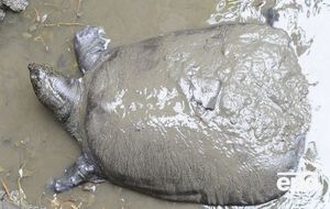 Черепахе Сянсян было больше 90 лет