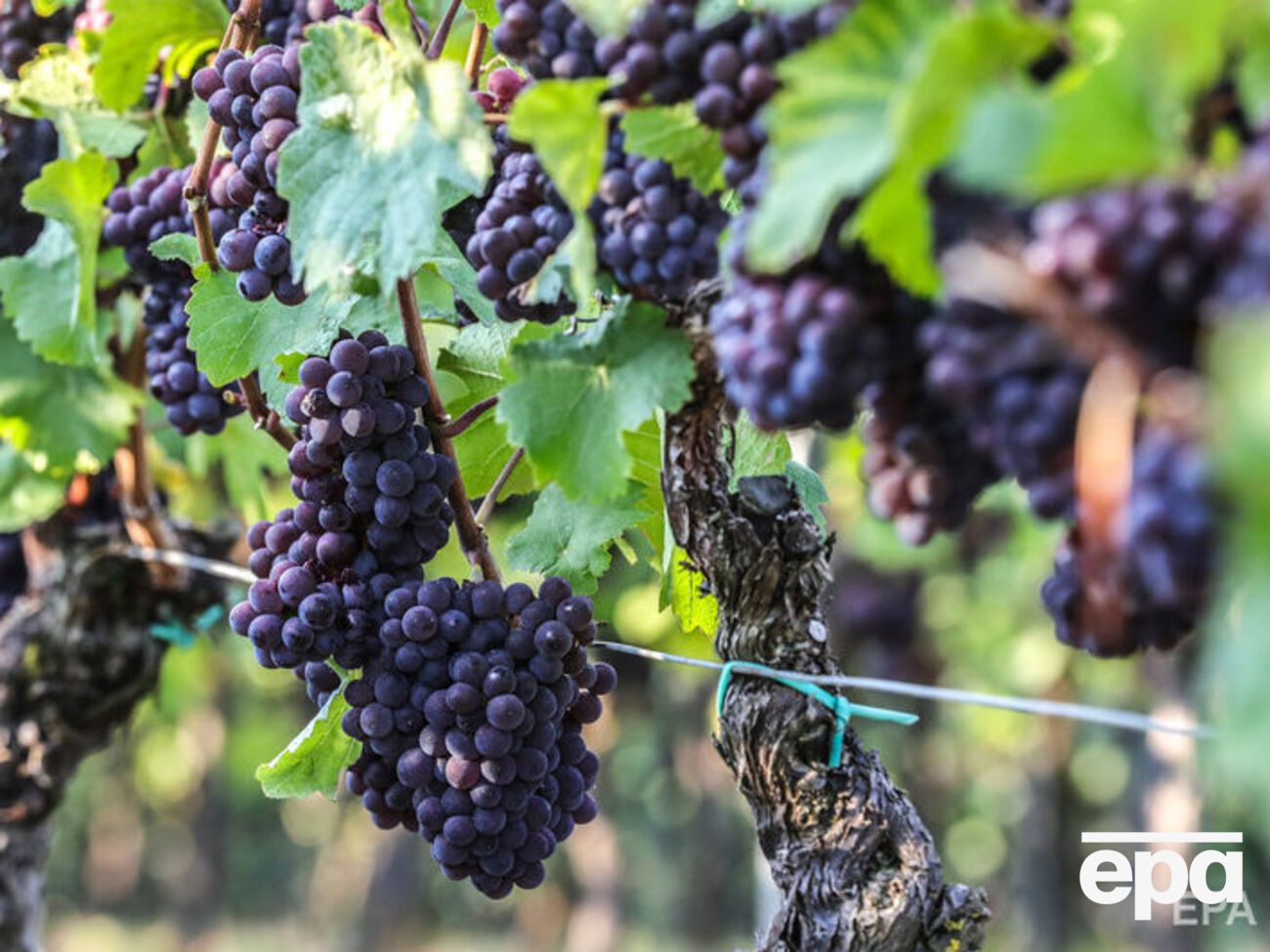 Производители вин могут понести убытки в связи с остановкой производства в разгар туристического сезона в аннексированном Крыму