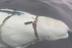 На тварині була "упряж" з обвісом