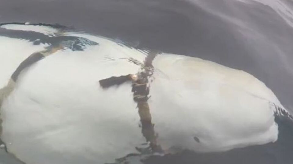 На животном была "упряжка" с обвесом