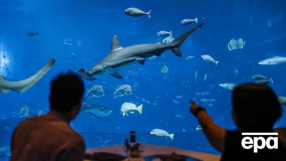 Последнее животное погибло 25 апреля