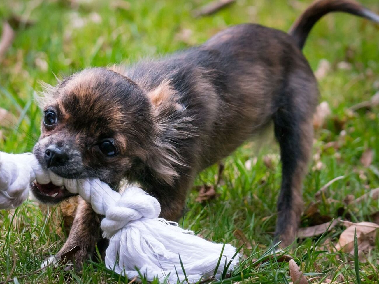 Найчастіше сказ людям передають собаки