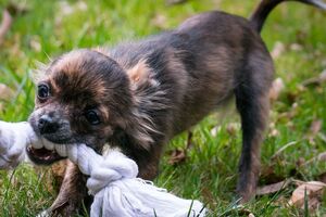 Найчастіше сказ людям передають собаки