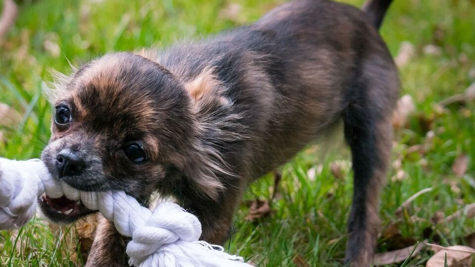 Найчастіше сказ людям передають собаки