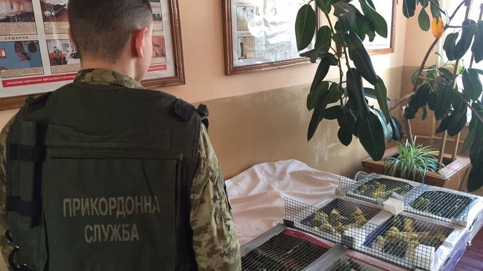 Попугаев передадут ГФС