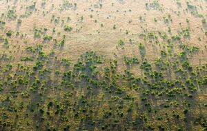 Планують, що стіна займе площу 8 тис. км