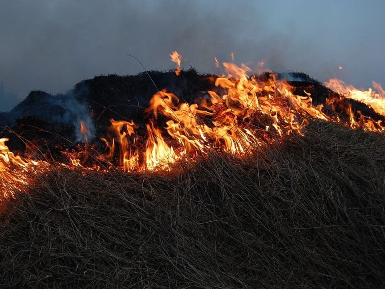 ДСНС: Незважаючи на застереження рятувальників, громадяни продовжують спалювати суху рослинність у вітряну погоду