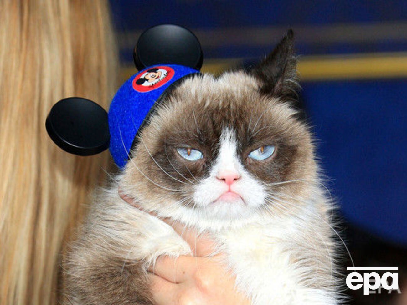 Умерла&nbsp;Grumpy Cat