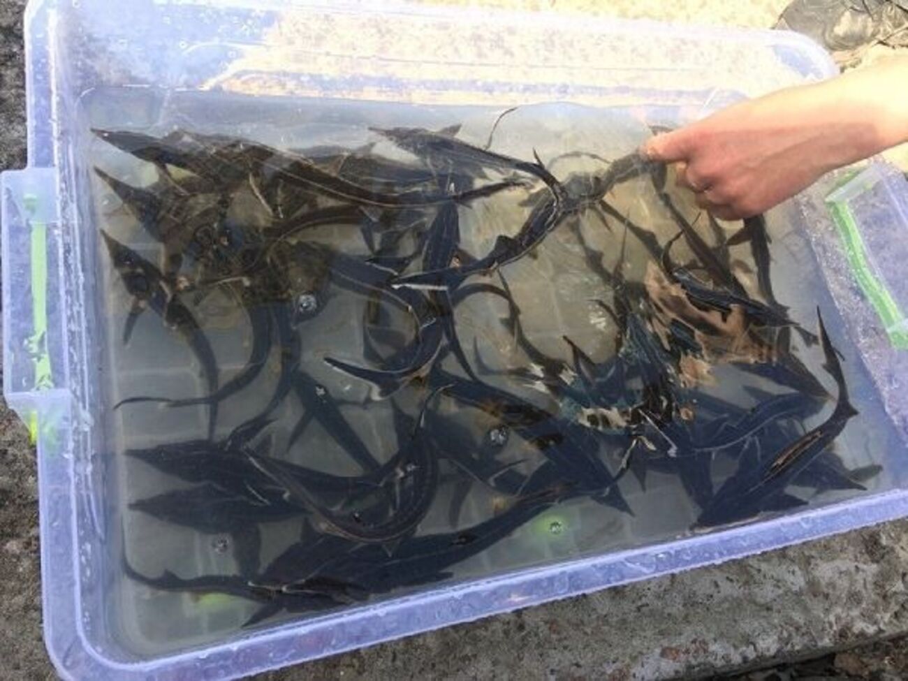 В залив "Верблюд" в Оболонском районе Киева выпустили 10 тыс. мальков стерляди